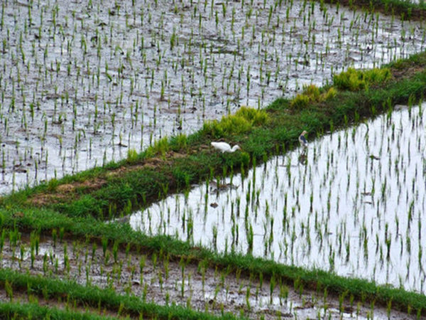 Manorama Rani - Rice Field